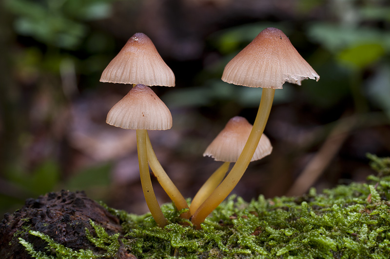 Mycena renati